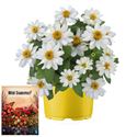 Bild von Ms P12 Zinnia belize white